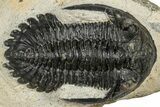 Detailed Hollardops Trilobite Fossil - Ofaten, Morocco #351268-1
